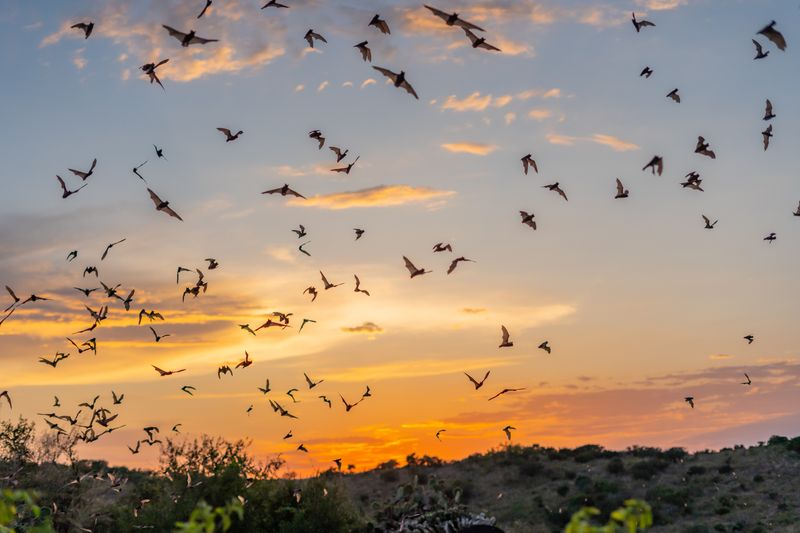 Bats Join The Night Shift
