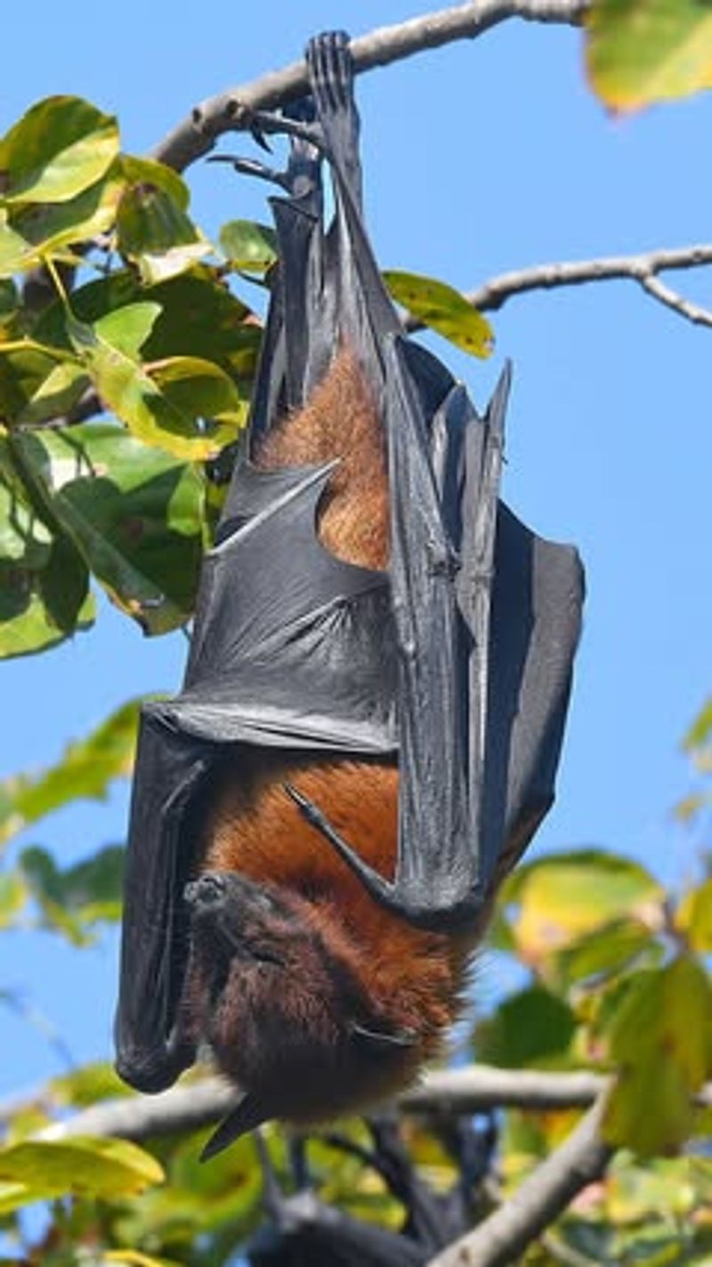 Bats Provide Natural Pest Control For Yards