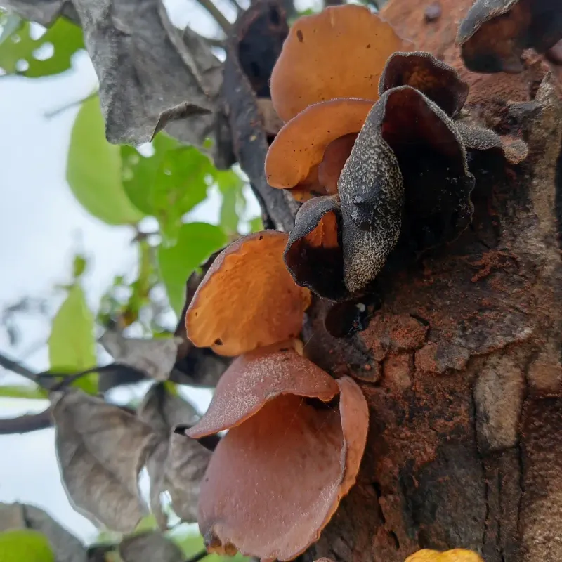 Bay Laurel Can Help The Pathogen Spread