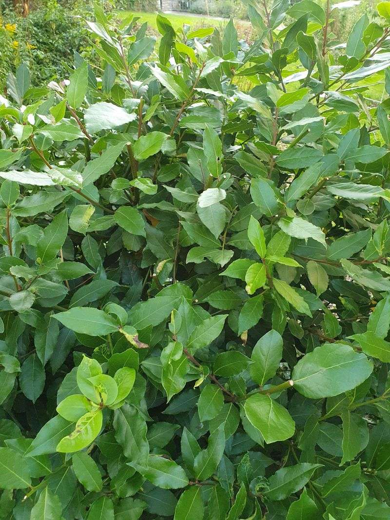 Bay Laurel Leaves Add A Sharp Herbal Smell Bay Laurel Leaves Add A Sharp Herbal Smell