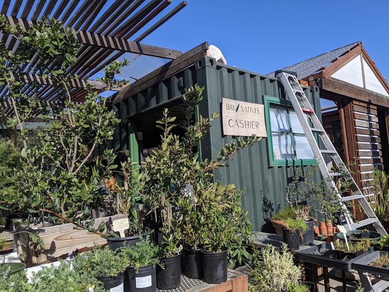 Bay Natives Brings Rare Local Plants To San Francisco Bay Natives Brings Rare Local Plants To San Francisco