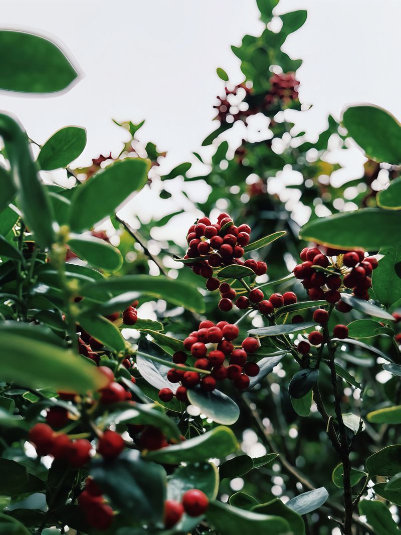 Bayberry Bayberry