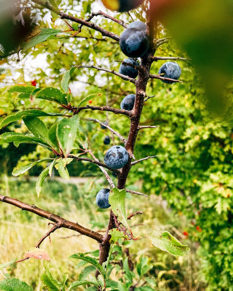 Beach Plum (Prunus Maritima) Beach Plum (Prunus Maritima)