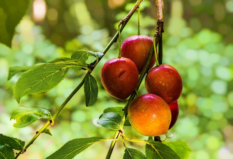 Beach Plum (Prunus Maritima) Beach Plum (Prunus Maritima)