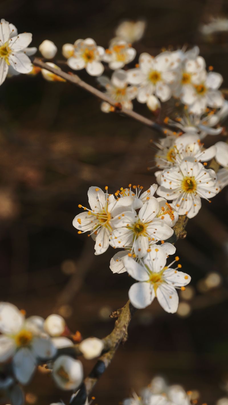 Beach Plum Beach Plum