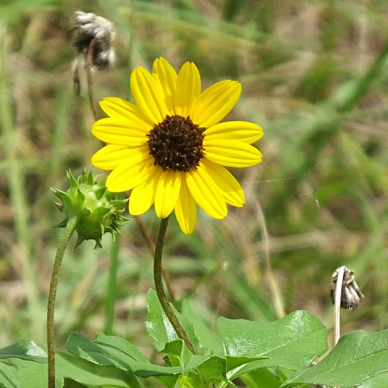 Beach Sunflower Feeds Beneficial Insects Beach Sunflower Feeds Beneficial Insects