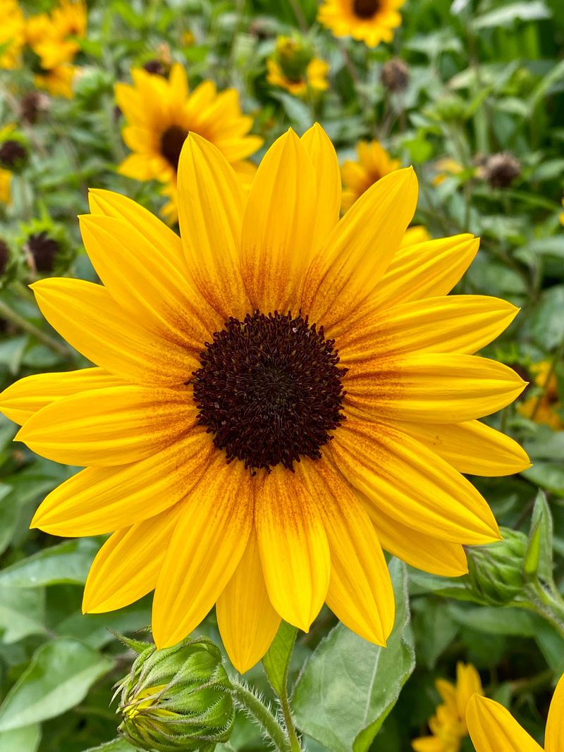 Beach Sunflower Fills Beds Fast