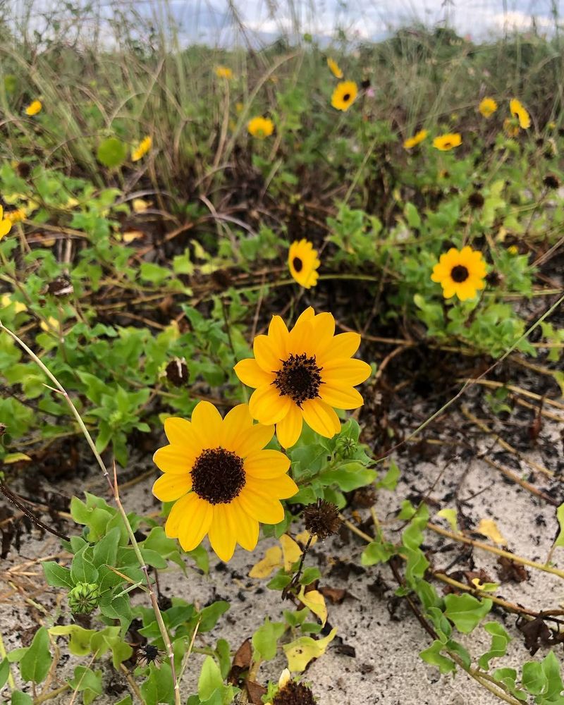 Beach Sunflower Spreads Quickly In Sandy Soil Beach Sunflower Spreads Quickly In Sandy Soil