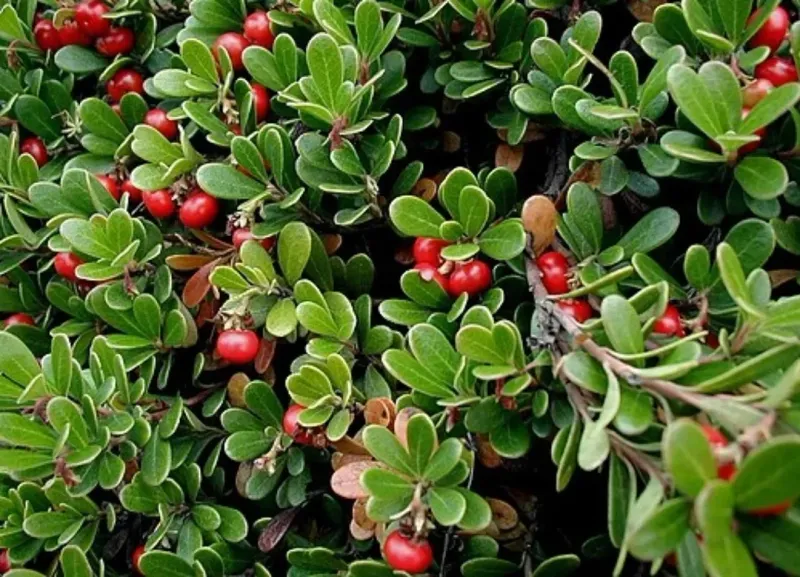 Bearberry Bearberry