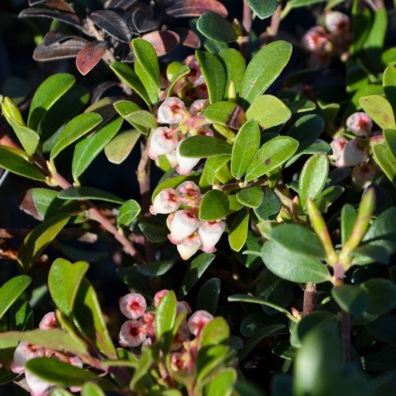 Bearberry Bearberry