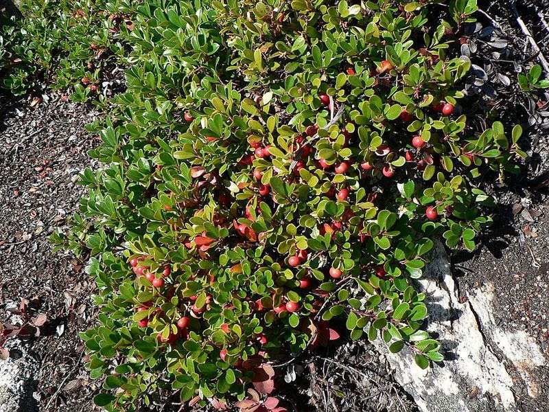Bearberry Bearberry