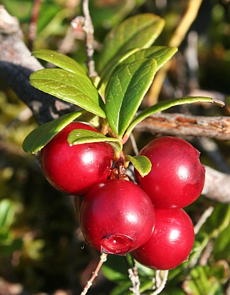 Bearberry (Arctostaphylos Uva-Ursi) Bearberry (Arctostaphylos Uva-Ursi)