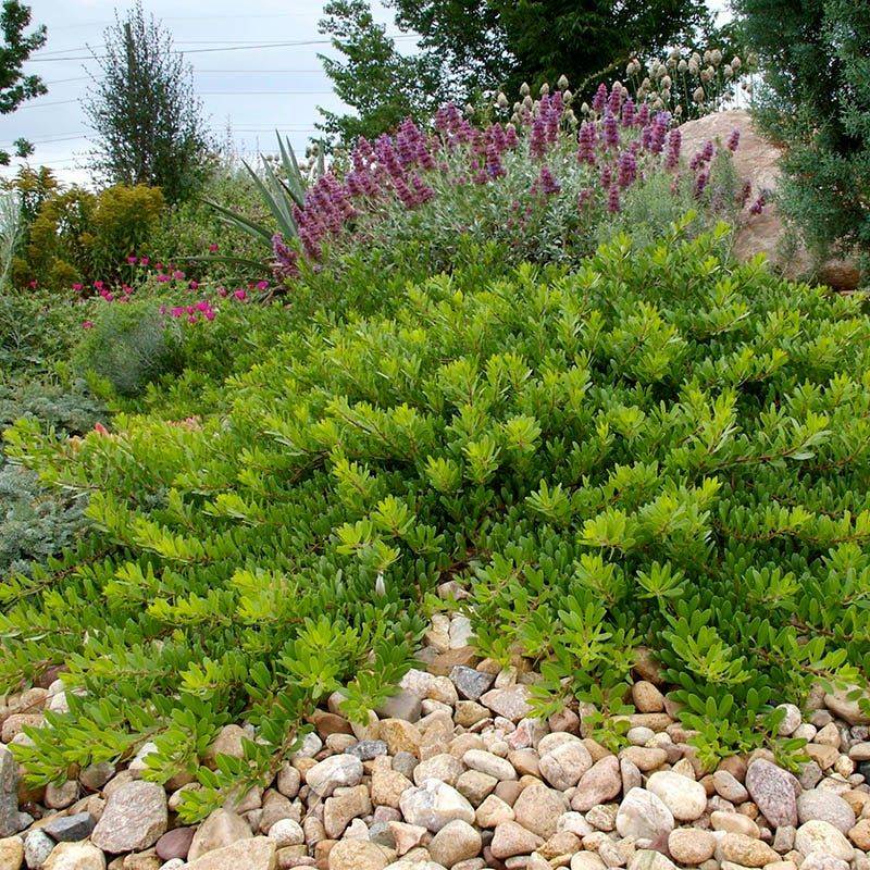Bearberry Manzanita Covers Dry Ground Cleanly