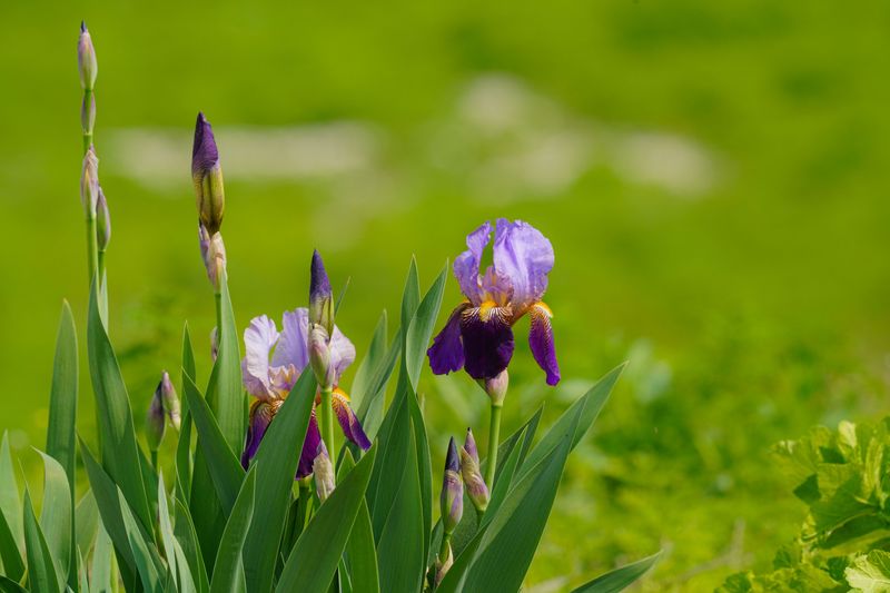 Bearded Iris