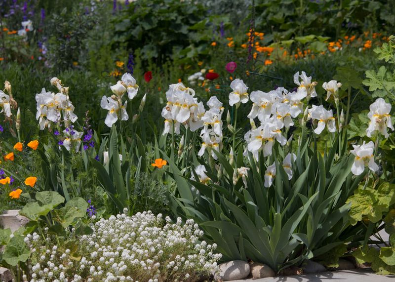 Bearded Iris Bearded Iris