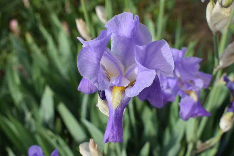 Bearded Iris Bearded Iris