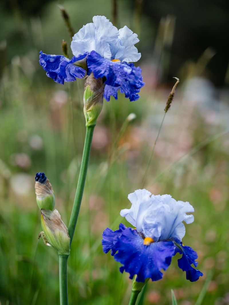 Bearded Iris Face The Highest Risk In Ohio
