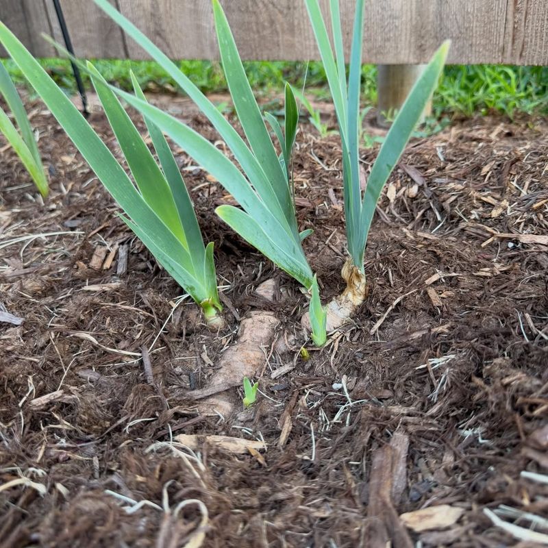 Bearded Iris Recover Faster In Cool Autumn Soil