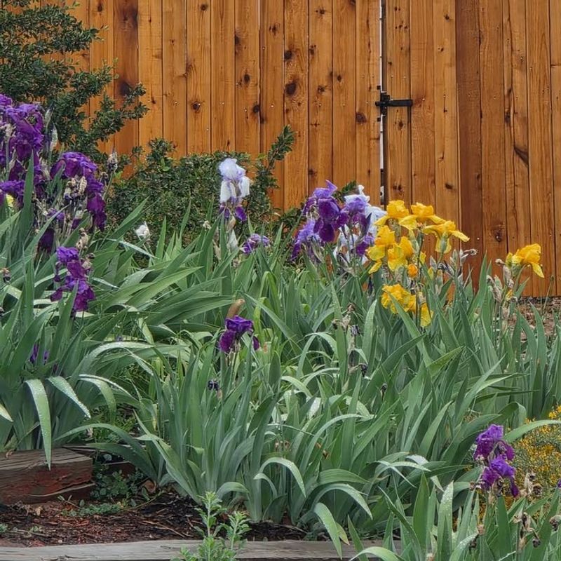 Bearded Iris Returns Every Spring On Its Own