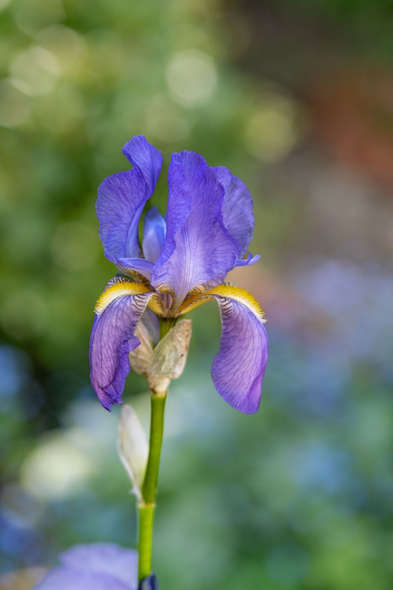 Bearded Iris Bearded Iris