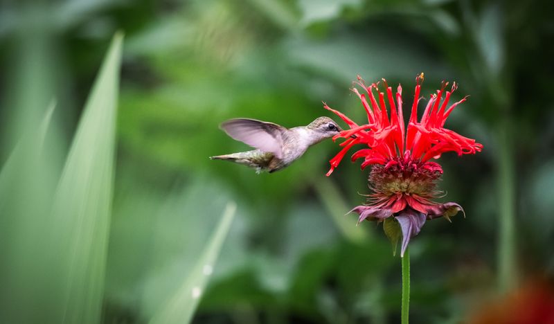 Bee Balm