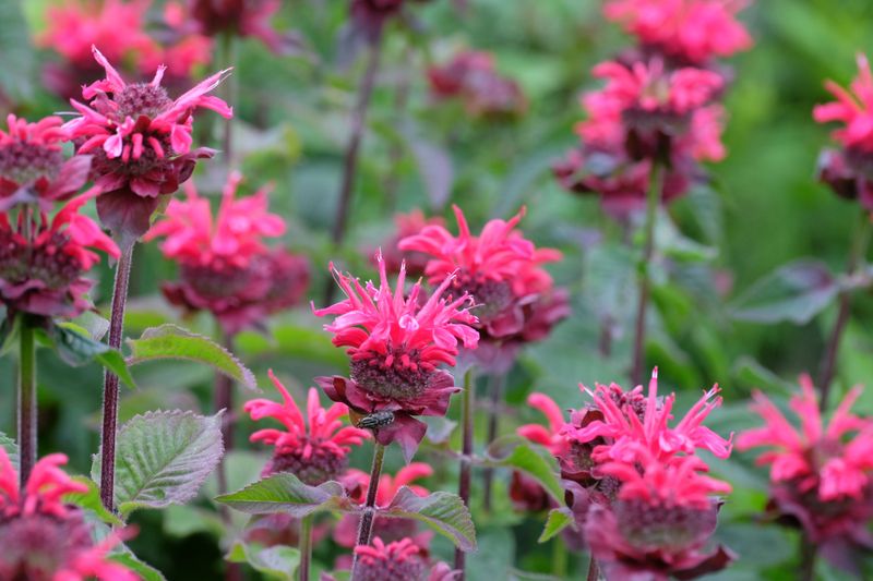 Bee Balm Bee Balm