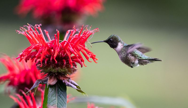 Bee Balm Bee Balm