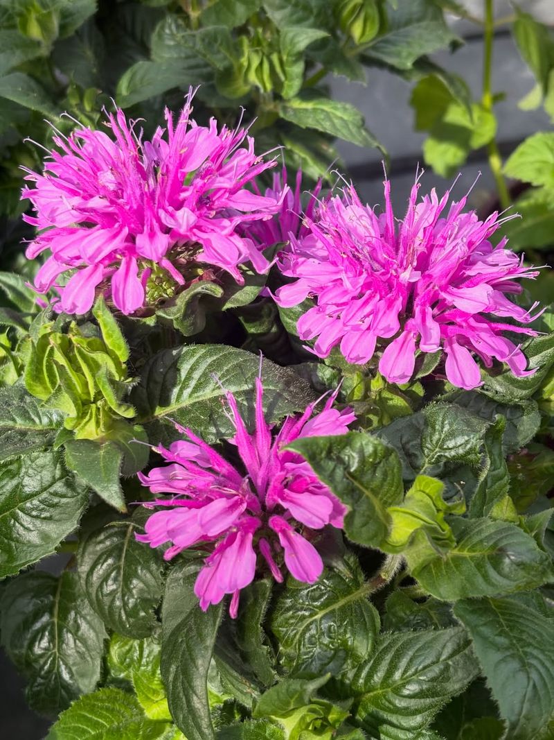 Bee Balm Attracts Hummingbirds And Butterflies Bee Balm Attracts Hummingbirds And Butterflies