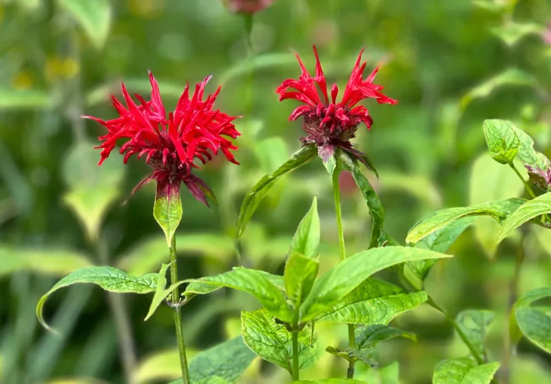 Bee Balm Belongs To The Mint Family