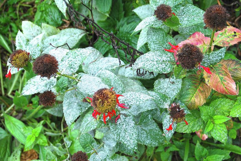 Bee Balm Carries Powdery Mildew Into Fall