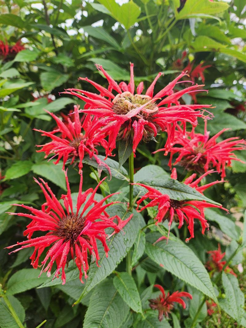 Bee Balm Pulls In The Bugs Cardinals Chase Bee Balm Pulls In The Bugs Cardinals Chase
