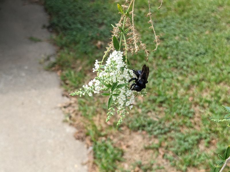 Bee Brush's Fragrance Draws Pollinators From Every Direction Bee Brush's Fragrance Draws Pollinators From Every Direction