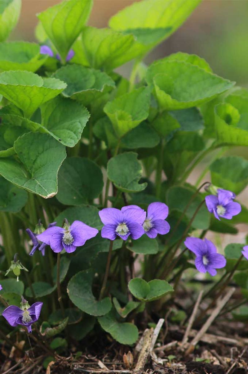 Bee Lawns Give Violets A Purpose