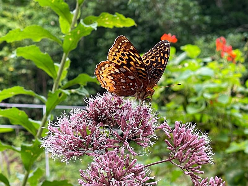 Bees And Butterflies Visit The Flowers