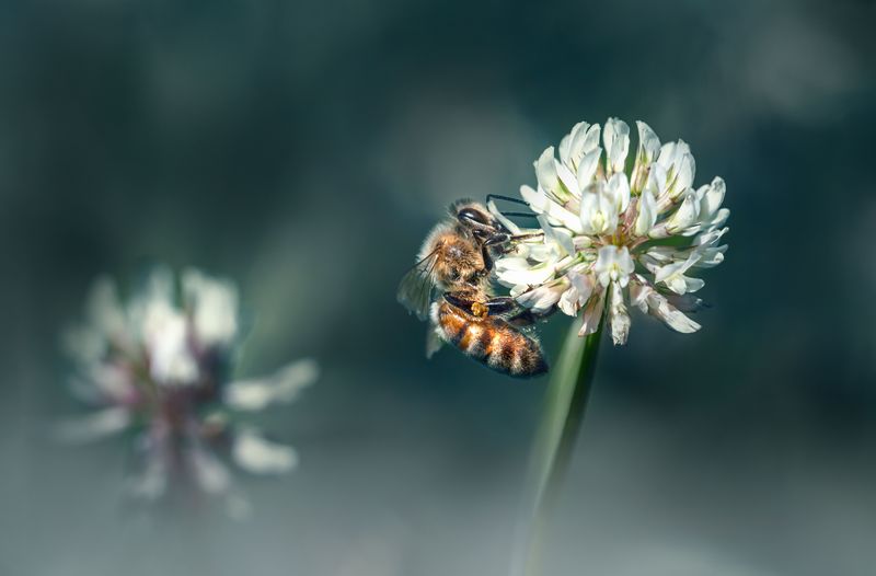 Bees Can't Resist This Humble Lawn Bloom