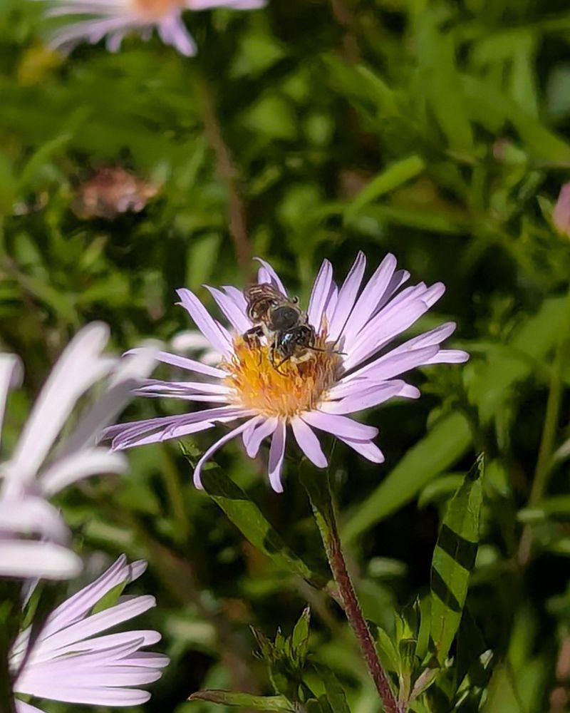 Bees Keep Working The Flowers In August Bees Keep Working The Flowers In August