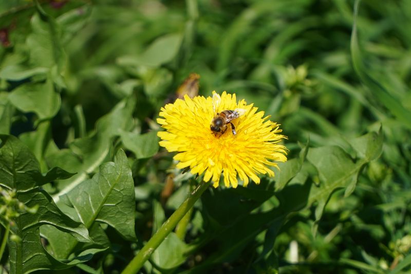 Bees Need Dandelion Pollen To Build Colony Strength Bees Need Dandelion Pollen To Build Colony Strength