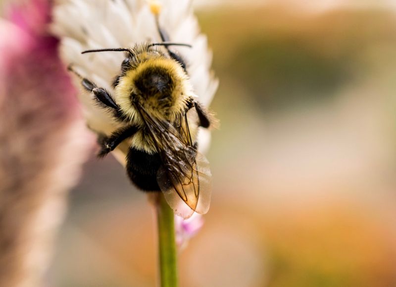 Bees Rebounded After Conservation Efforts Bees Rebounded After Conservation Efforts