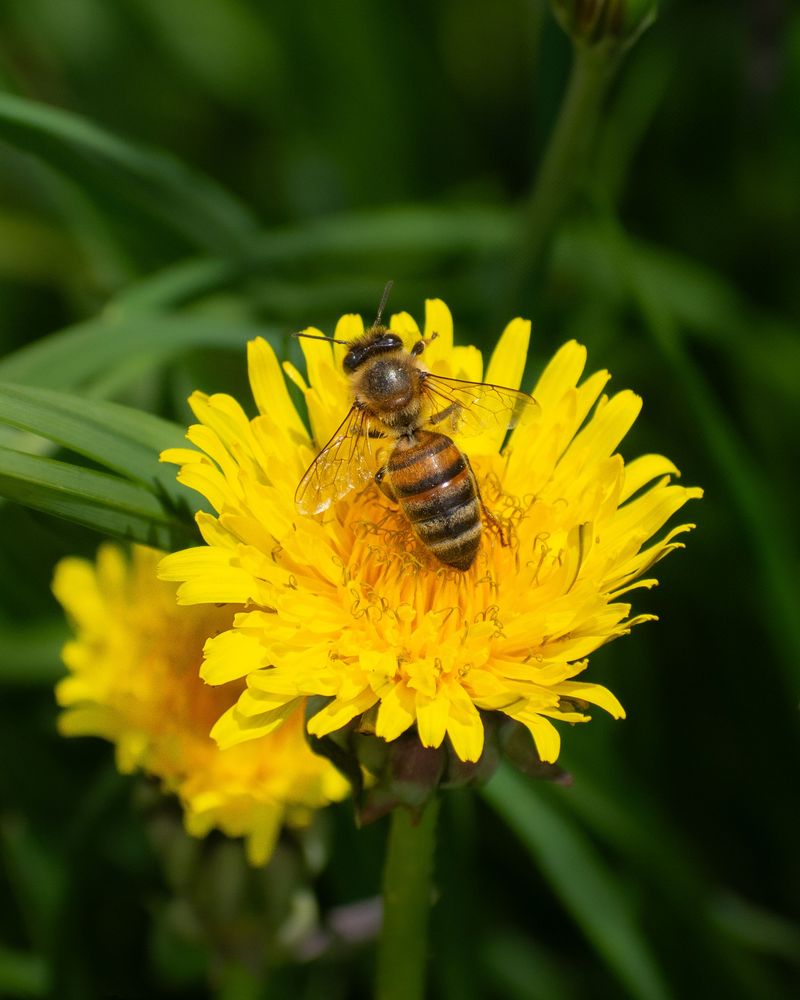 Bees Relying On Them After A Long Winter Bees Relying On Them After A Long Winter