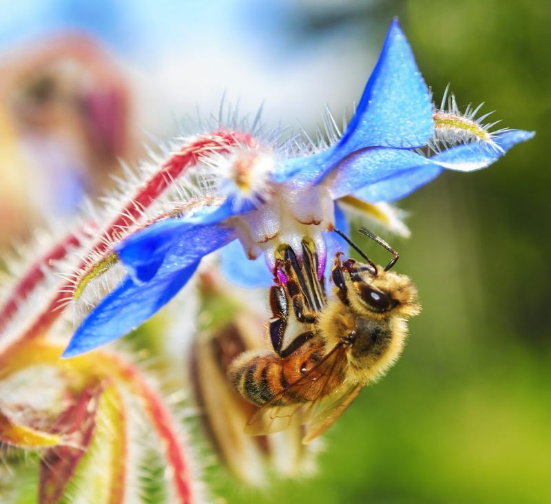 Bees Will Turn Your Yard Into A Hangout Bees Will Turn Your Yard Into A Hangout