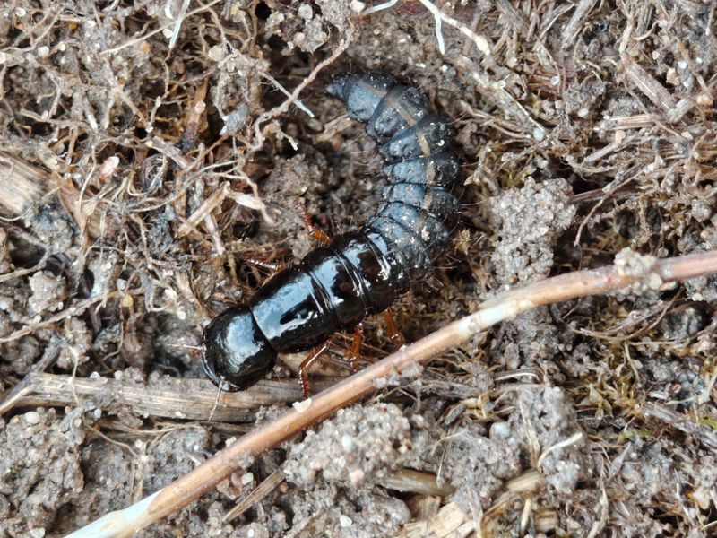 Beetle Eggs And Small Larvae Can Become Food