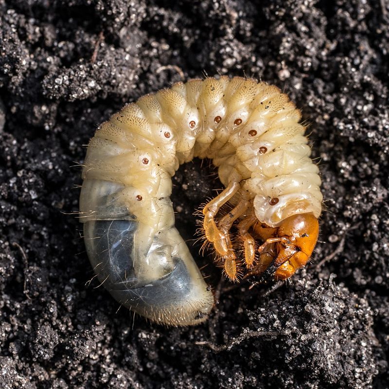 Beetle Grubs Are Its Main Target Beetle Grubs Are Its Main Target