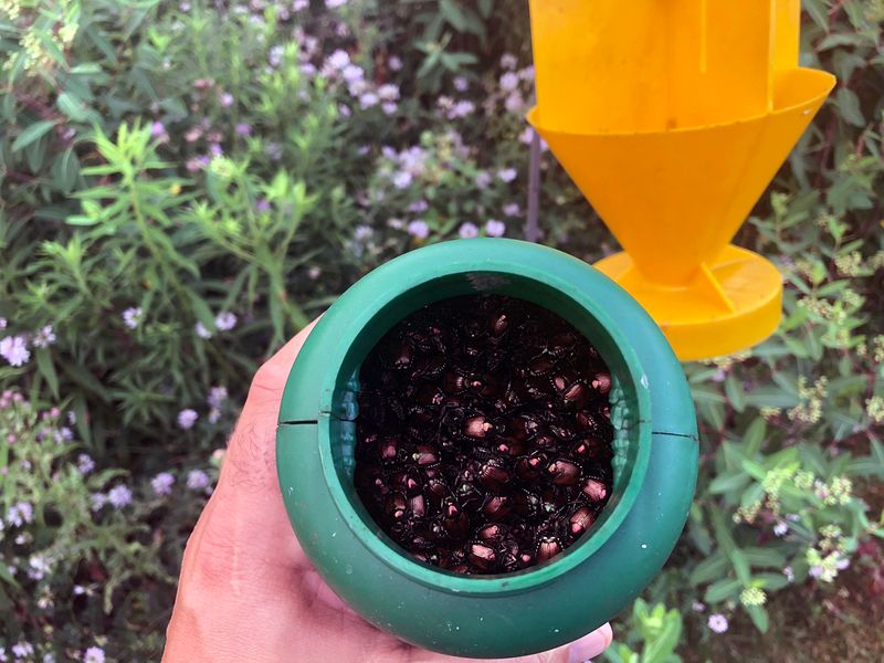 Beetle Traps Can Make Rose Damage Worse Beetle Traps Can Make Rose Damage Worse