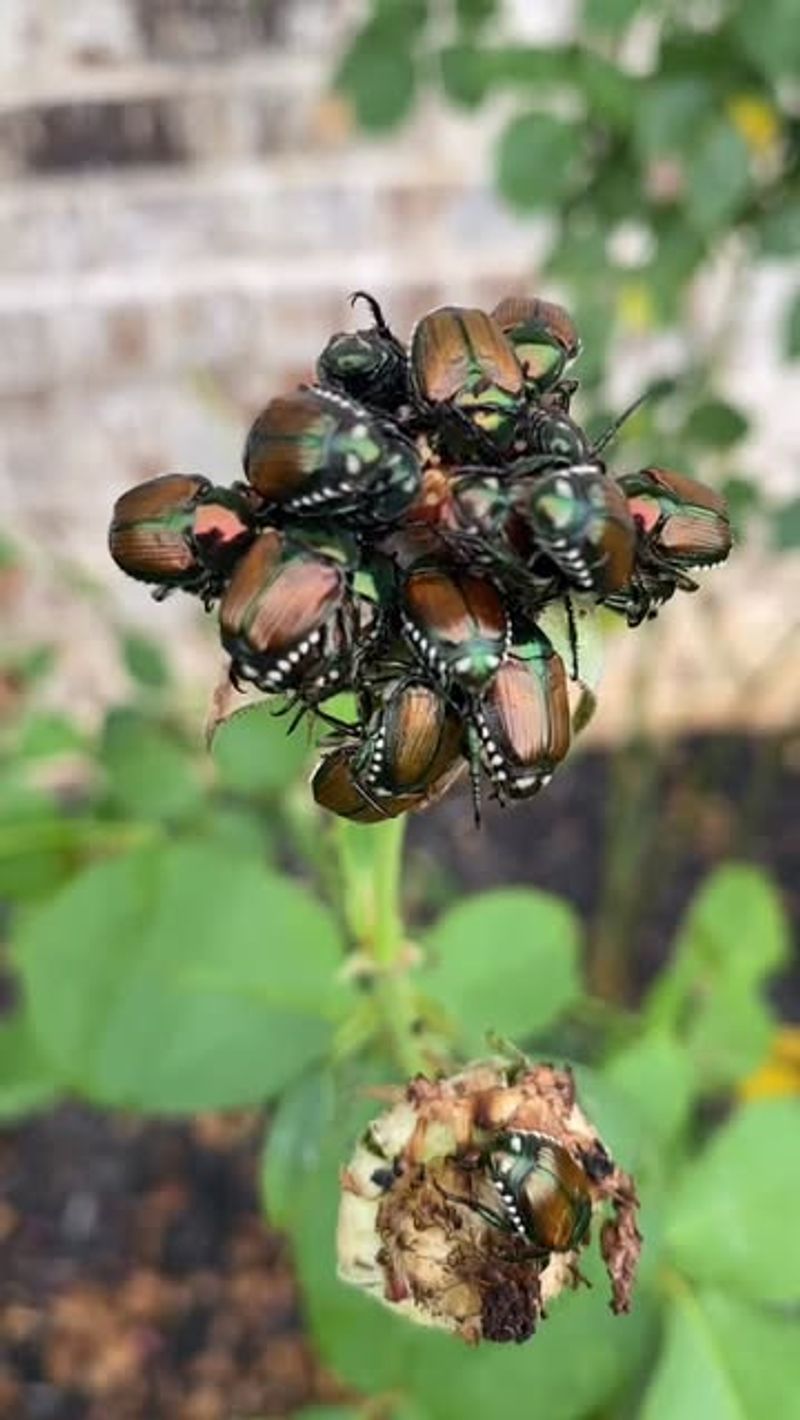 Beetles Are Gathering Because Other Beetles Are Already There Beetles Are Gathering Because Other Beetles Are Already There