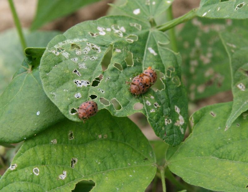 Beetles Are Making Ragged Marks Beetles Are Making Ragged Marks
