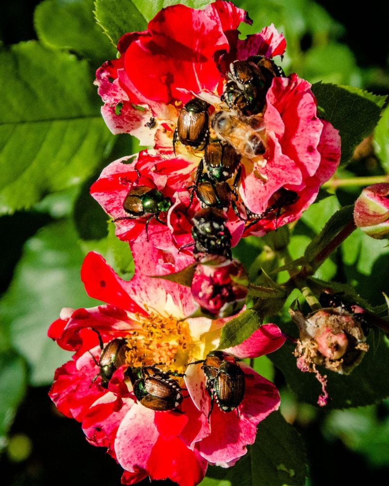 Beetles Are Removed During Cool Morning Hours Beetles Are Removed During Cool Morning Hours