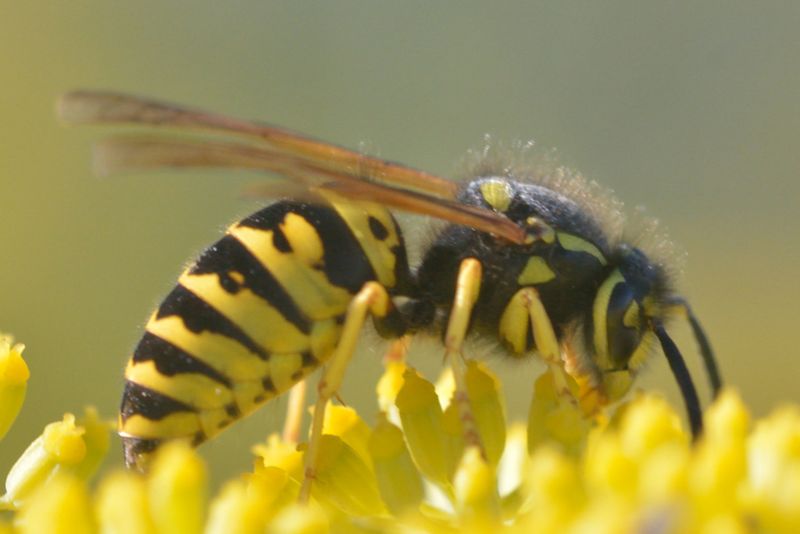 Beetles May Be On The Menu