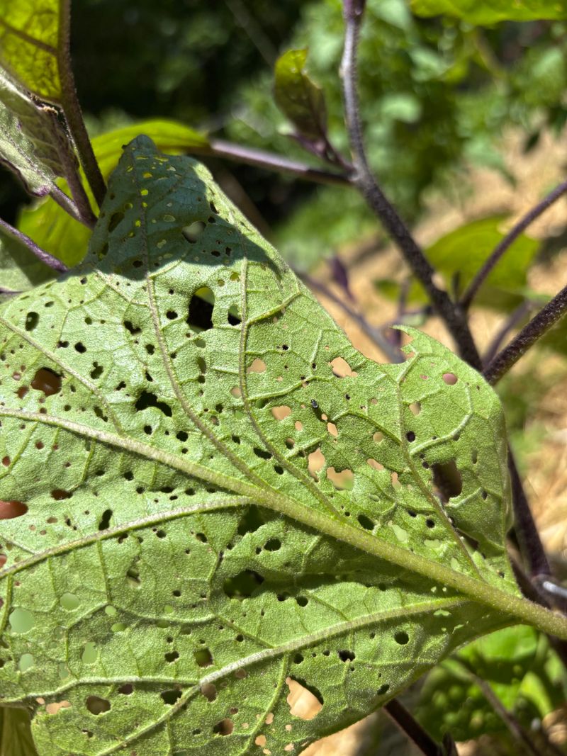 Beetles May Jump Before Gardeners Get A Good Look Beetles May Jump Before Gardeners Get A Good Look