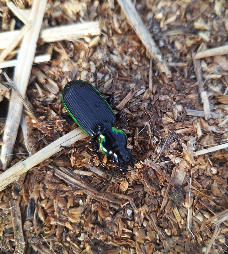 Beetles Mean You Need To Identify Before Reacting Beetles Mean You Need To Identify Before Reacting