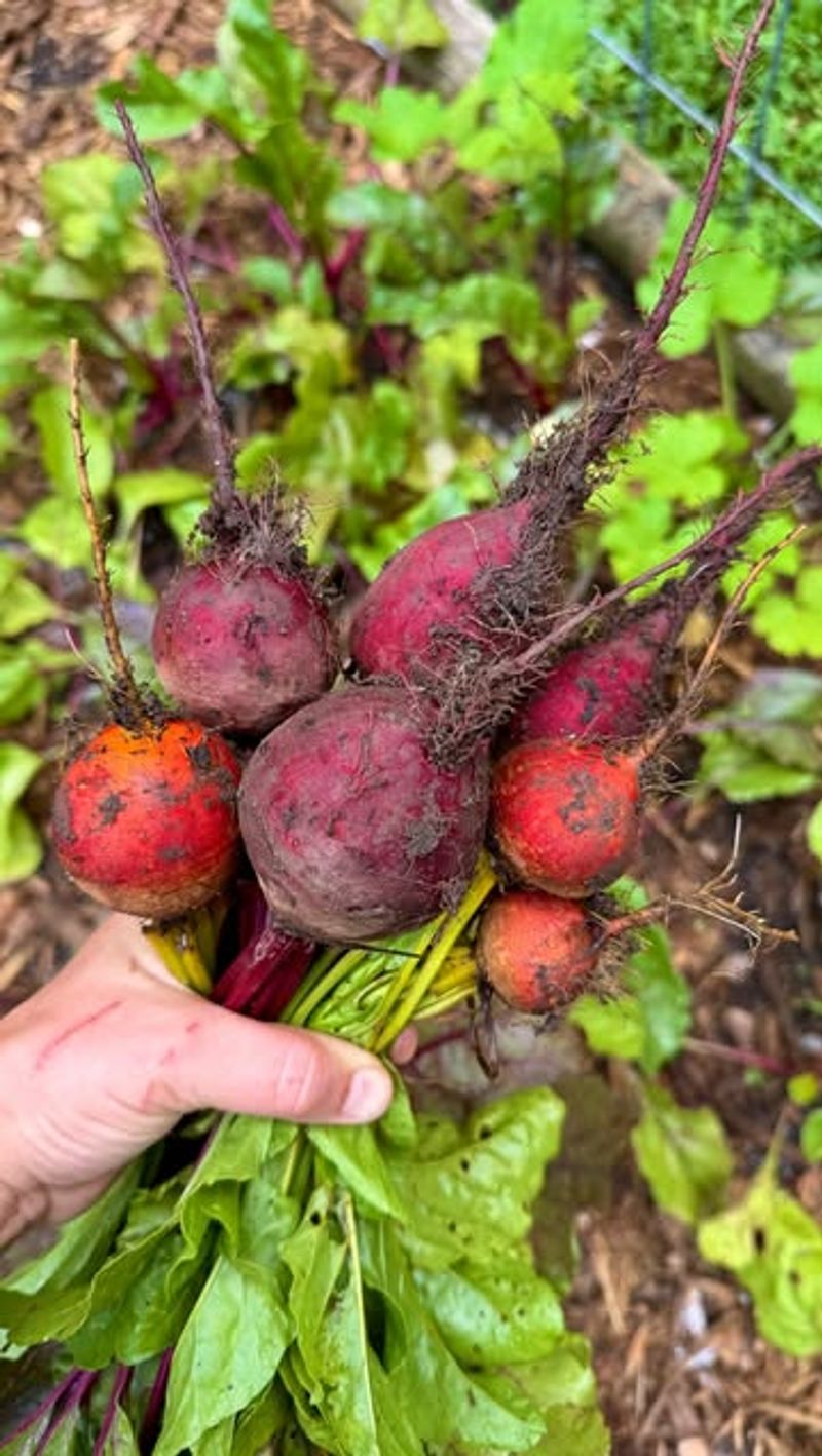 Beets Beets